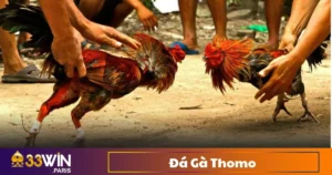 Đá Gà Thomo - Trường Gà Đẳng Cấp Châu Á Trên 33Win
